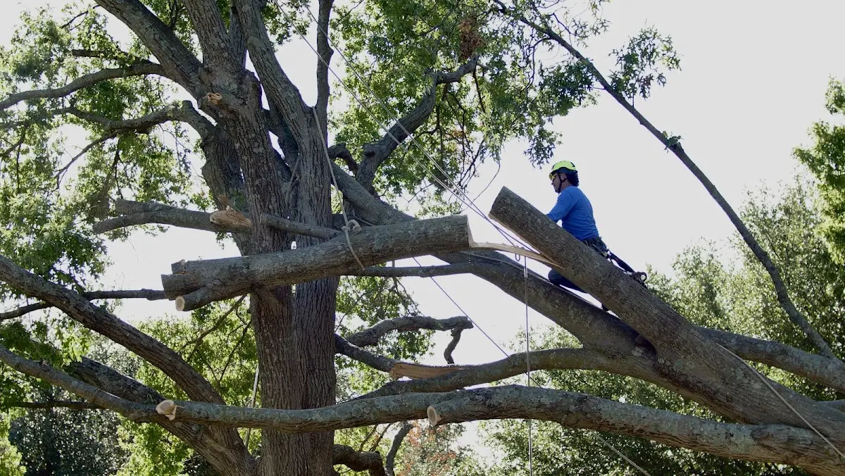 Professional Crown Thinning performed by certified arborists in Witter